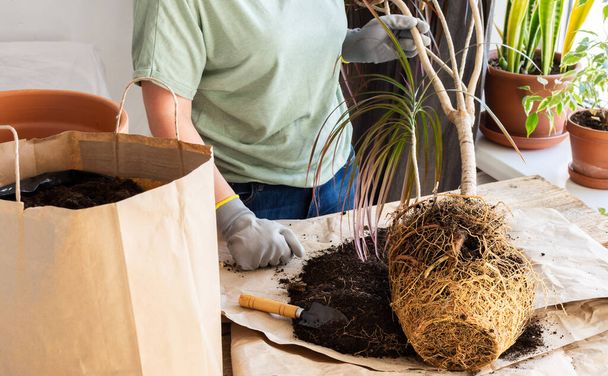 El proceso de trasplante de una planta de interior adulta Dracaena Marginata en una olla de arcilla más grande, una mujer trasplanta una flor, la jardinería como un hobby - Foto, imagen