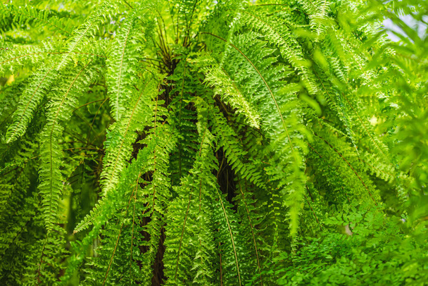 Natural green tropical fern foliage close-up, natural bright green color, fresh exotic botanical background - Foto, imagen