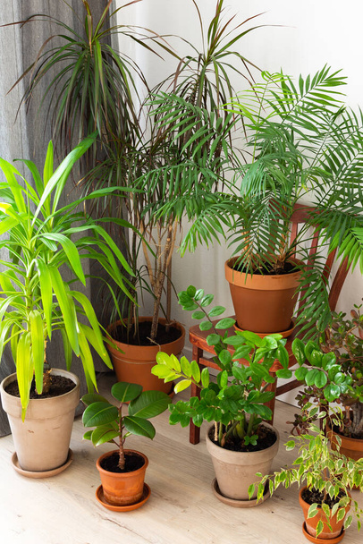 La unidad de la naturaleza y la gente, las plantas verdes caseras en macetas de arcilla marrón en la esquina de la habitación cerca de la ventana, diseño biofílico - Foto, Imagen
