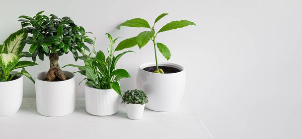 Young home plants - dieffenbachia or dumb cane plant, ficus ginseng microcarpa, spathiphyllum, callisia and avocado sprout in white pots on a white background with copy space, minimalistic home decor - Photo, image