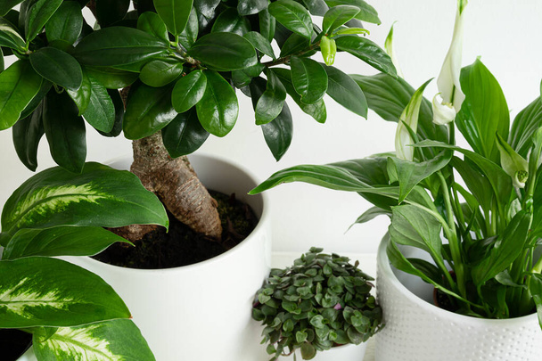 Young home plants close-up - dieffenbachia or dumb cane plant, ficus ginseng microcarpa, callisia and spathiphyllum in white pots, connecting with nature and home gardening concept - Fotó, kép