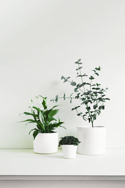 Spathiphyllum, Callisia y Eucalyptus gunnii plantas caseras jóvenes en macetas blancas sobre un fondo claro, concepto minimalista de decoración del hogar - Foto, Imagen