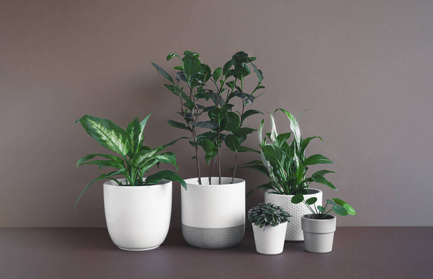 Different home plants - dieffenbachia or dumb cane plant, camellia sinensis, spathiphyllum, callisia and pilea in flower pots on a dark background, connecting with nature and home decor concept - 写真・画像