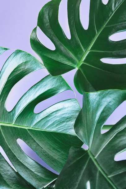 Green leaves of monstera deliciosa or Swiss cheese plant close-up on the purple background, minimalism and urban jungle concept, tropical leaves background - Фото, изображение