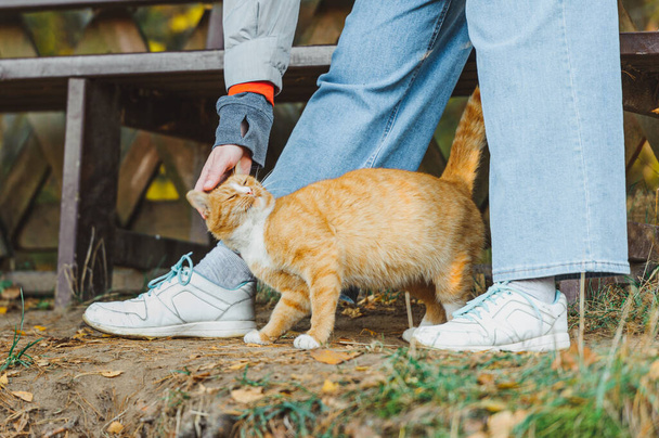 A young ginger cat enjoys the way his neck is scratched. A woman hand strokes the neck of a pet. Autumn outdoors. - Fotoğraf, Görsel