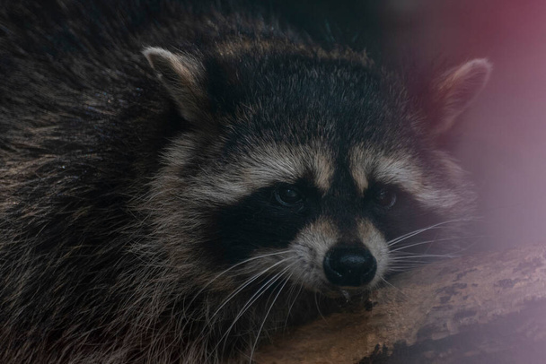 funny beautiful fluffy cute raccoon - Φωτογραφία, εικόνα