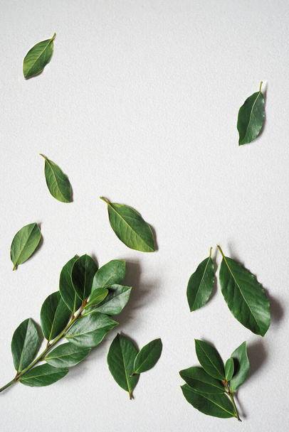 A branchs of fresh green laurel bay leaves on a white background. Top view. Copy space. Vertical - 写真・画像