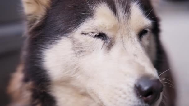 Triste cane randagio husky, da vicino  - Filmati, video