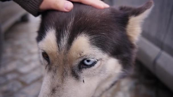Frau streichelt einen streunenden Husky-Hund - Filmmaterial, Video