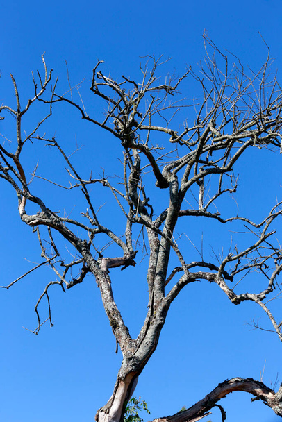 Tree with leafless twigs under blue sky - Photo, Image