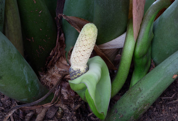 Fleur de la plante ZZ, Zamioculcas zamiifolia, également appelé Zanzibar Gem, une plante tropicale vivace ornementale à feuilles persistantes originaire d'Afrique orientale - Photo, image