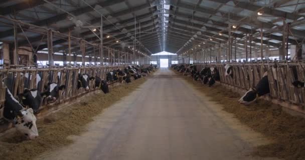 állattenyésztő gazdaság, egy tejelő tehéncsorda címkékkel és gallérral az istállóban áll és kombinált takarmányt eszik az istállóban - Felvétel, videó