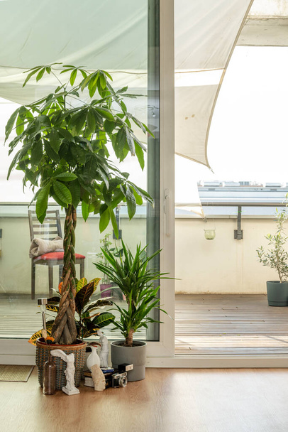 Pachira aquatica, tronco brasileño y croton petra dentro de un apartamento con terraza - Foto, Imagen
