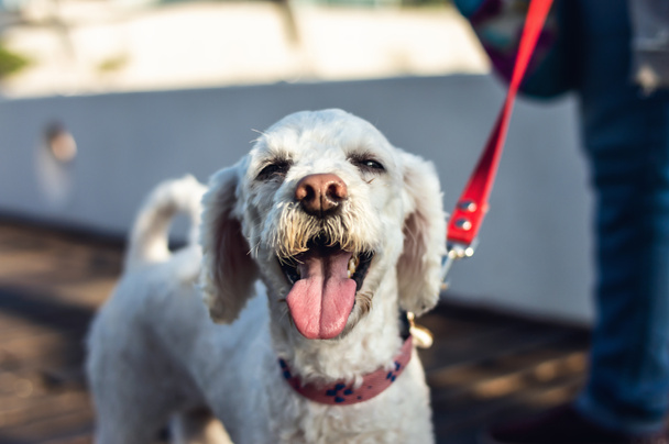 Genç beyaz kaniş köpeğinin güzel portresi gülümsüyor, köprüde duruyor, kameraya bakıyor, veteriner muayenesinden sonra yürüyor, veterinerlik ve hayvan sağlığı konsepti. - Fotoğraf, Görsel