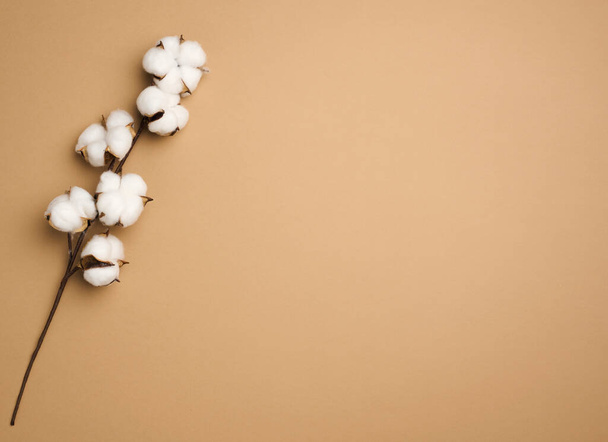 Cotton virág pasztell barna papír háttér, fölött. Minimalizmus lapos fektetés kompozíció, másolás tér - Fotó, kép