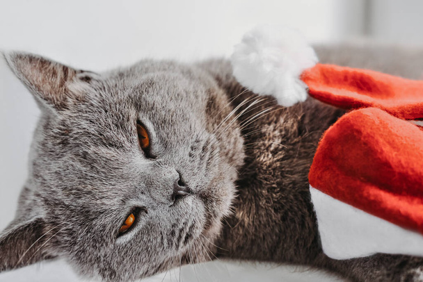 サンタの赤い帽子の隣に寝そべってた英国の短髪の猫。ペットとクリスマス休暇。クリスマスパーティーの後にリラックスした素敵な動物. - 写真・画像