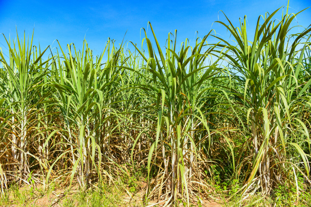 Yeşil tarlalarda şeker kamışı ekinleri, tropikal ağaç şeker kamışı yaprakları yeşil tarlalar doğa tarım çiftliği, mavi gökyüzünde şeker kamışı bitkisi - Fotoğraf, Görsel