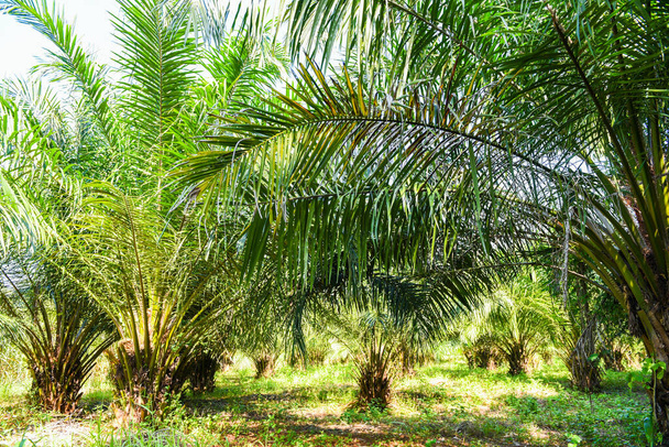Plantación de palmeras, Aceite de palma con hojas de cultivos en campos de palmeras de árboles tropicales, verdes naturaleza granja agrícola  - Foto, imagen