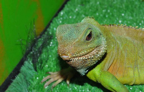 Water agama, or Eastern water lizard (Latin Physignathus cocincinus) in a terrarium  - Photo, Image