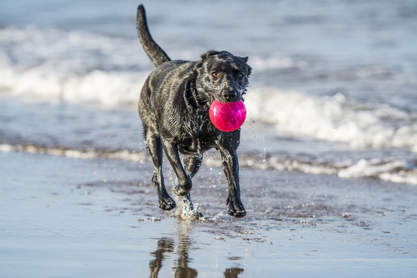 kutya fut a tengeri szállító labdát, másol hely - Fotó, kép