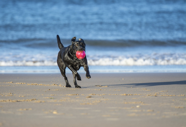 pes běží na pláži nesoucí míč - Fotografie, Obrázek