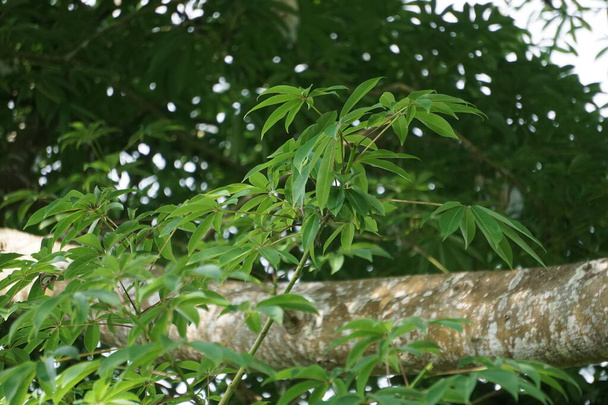 Ceiba pentandra (bawełna, Java kapok, jedwabna bawełna, samauma) z naturalnym tłem. Indonezyjczyk używał tej rośliny jako łóżka. - Zdjęcie, obraz