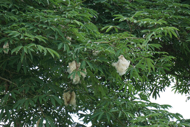 Ceiba pentandra (bavlna, Java kapok, hedvábná bavlna, samauma) s přírodním pozadím. Indonéský používá tuto rostlinu jako lůžko - Fotografie, Obrázek
