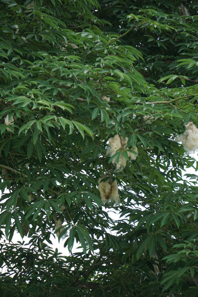 Ceiba pentandra (cotton, Java kapok, silk cotton, samauma) with a natural background. Indonesian used this plant as bed - Photo, Image