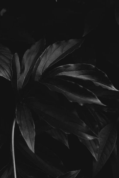 Black and white abstract background of flowers - Foto, imagen