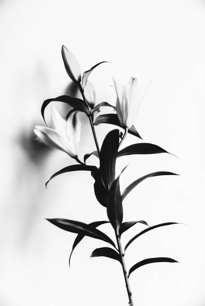 abstract blurry plant background, fuzzy film photo of lily branch on a white background  - Photo, Image