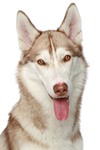 Siberian Husky dog. Close-up portrait - Foto, Imagen
