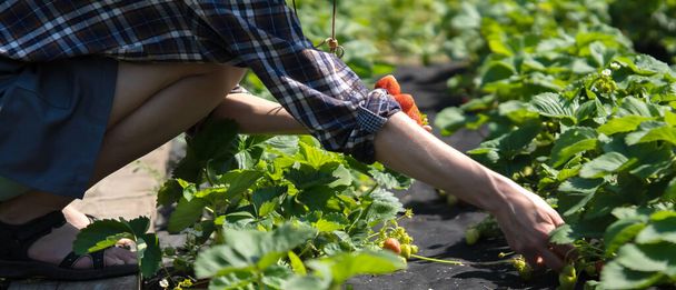A farmer girl picks strawberries in her garden - Photo, Image