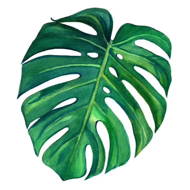 Tropical Leaf Monsters. Watercolor hand painted illustration isolated on white background.  Design element for fabrics, invitations, apparel and others. - Foto, Imagem