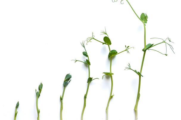 エンドウ豆の芽はさまざまな成長段階で列に並んでいて、白で隔離されています - 写真・画像