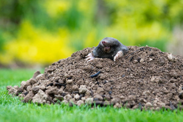 Mole animal - Talpa Europaea, causing damage as a pest in the garden with its mole hills and underground tunnels - Photo, Image