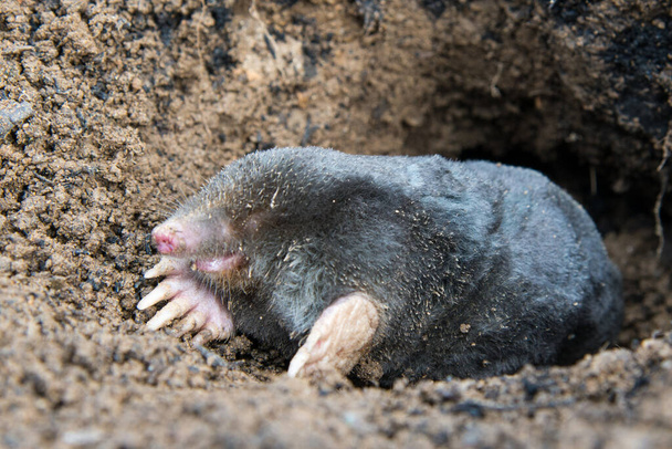 Perished europeu toupeira deitado no chão - Foto, Imagem