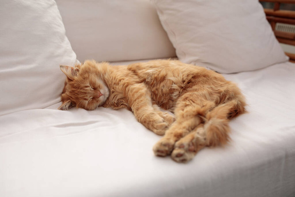 jengibre pelirroja gato durmiendo en blanco sofá - Foto, imagen
