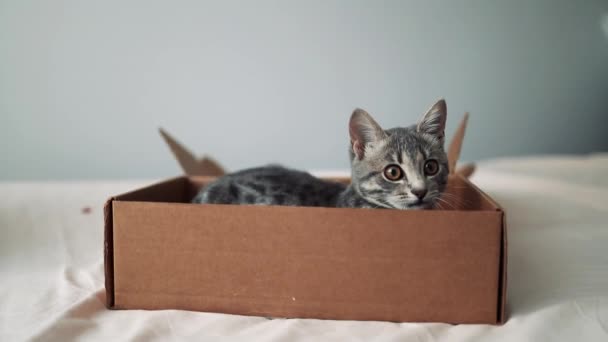Słodki puszysty szary kotek siedzący w brązowym kartonowym pudełku w domu. Prezent na urodziny. - Materiał filmowy, wideo