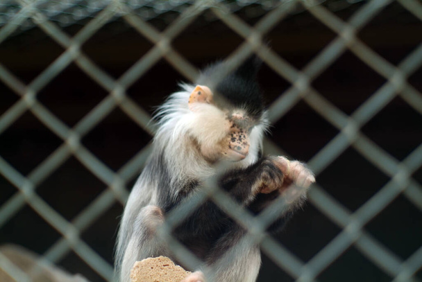 Смешная обезьяна ест фрукты в зоопарке, летом - Фото, изображение