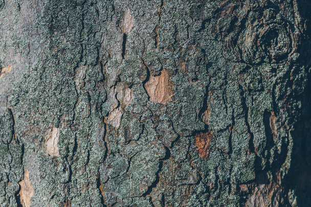 Background texture of old tree bark, with surround light - Foto, afbeelding