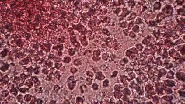 Makroaufnahmen von fließenden Blutzellen unter dem Mikroskop vergrößert - Filmmaterial, Video