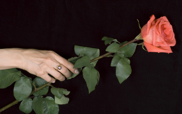 Rose in hand - Φωτογραφία, εικόνα