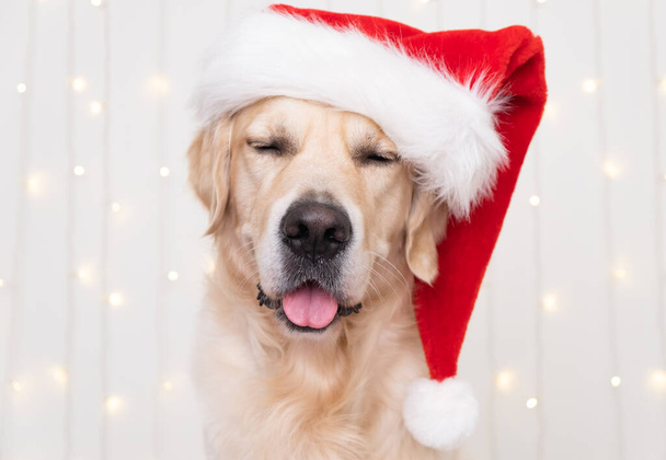 サンタクラスの帽子の犬は誕生日ガーランドと白い背景に座っています。新年とクリスマスのためのペットとポストカード。ゴールデンレトリバーは居心地の良い、お祝いの雰囲気に座っています. - 写真・画像