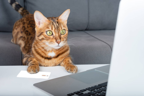 Bengal cat makes purchases online through a laptop using a map. - Zdjęcie, obraz