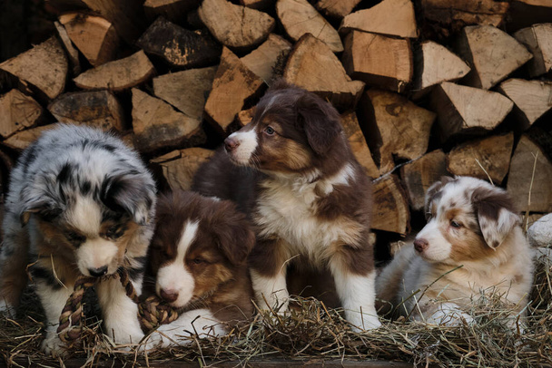 Cuatro cachorros aussie merle azul y tricolor rojo son los mejores amigos y compañeros de camada. Camada de cachorros pastor australiano. Criar perros en la aldea al aire libre. Heno y troncos en segundo plano. - Foto, imagen