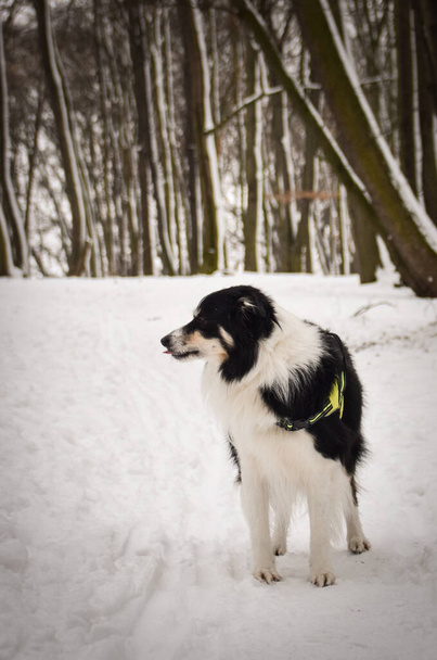 Collie borda tricolor está de pé no campo na neve. Ele é tão fofo.. - Foto, Imagem