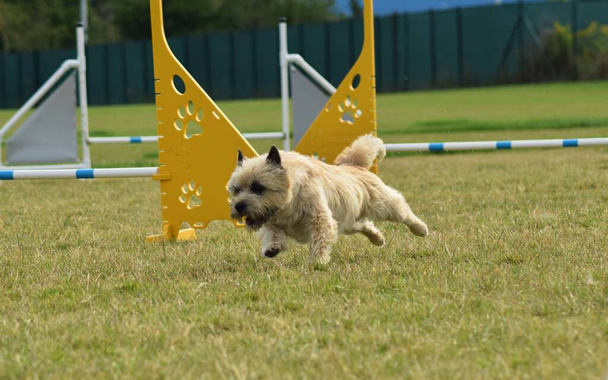 Il cane sta saltando gli ostacoli. Incredibile giornata sulla formazione ceco agilità privat - Foto, immagini