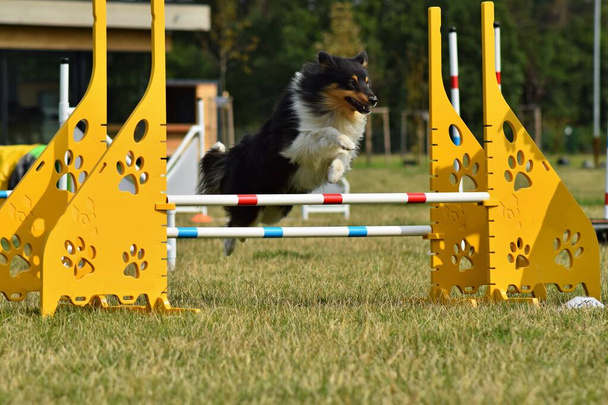 A Sheltie está a saltar sobre os obstáculos. Dia incrível no treinamento privat agilidade checa - Foto, Imagem