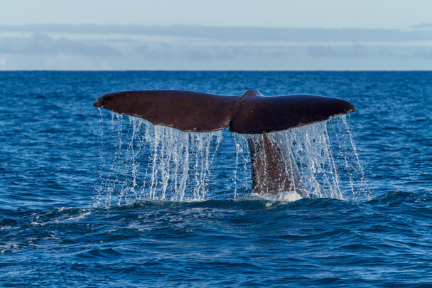ダイビング精子鯨の尾 - 写真・画像