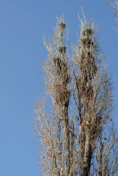 カラスの巣だ。風が吹く背の高いポプラの木にはたくさんの鳥の巣があります。春の青空。選択的フォーカス。"燃えるような動き". - 写真・画像